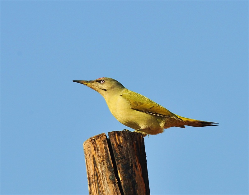  灰頭綠啄木鳥(《世界自然保護(hù)聯(lián)盟》（IUCN）ver3.1：2010年鳥類紅色名錄)